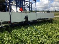 Lettuce harvester Van Der Sluis Oogst rupsmachine / Sla oogstmachine