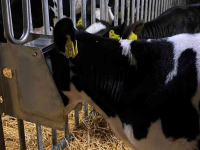 Other livestock equipment and accessories Suevia Suevia sneldrinker, model 470