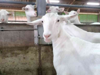 Other livestock equipment and accessories Suevia Suevia sneldrinker, model 470