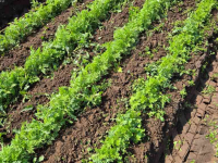 Inter-row cultivator  Feldklasse Ruckaby