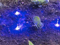 Weeder  Autonome Laserweeder / Laserwieder / Robotwieder
