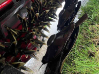 Mower Lely Splendimo 280 FC