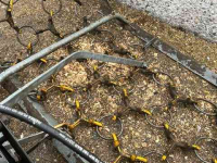 Pasture harrow  Weidesleep 5 meter
