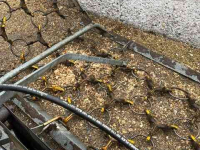 Pasture harrow  Weidesleep 5 meter